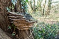 Wildlife portrait - large bracket fungi