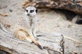 Single Meerkat Portrait Royalty Free Stock Photo