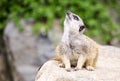 Single Meerkat Portrait Royalty Free Stock Photo