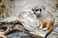 Single Meerkat Portrait Royalty Free Stock Photo