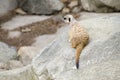 Single Meerkat Sitting on a Rock Royalty Free Stock Photo