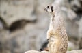 Single Meerkat Sitting on a Rock Royalty Free Stock Photo