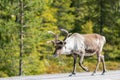 Wildlife portrait of a reindeer in the middle of the road in lappland/sweden near arvidsjaur.