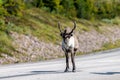 Wildlife portrait of a reindeer in the middle of the road in lappland/sweden near arvidsjaur. Royalty Free Stock Photo