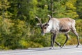 Wildlife portrait of a reindeer walking on the side of the road in lappland/sweden near arvidsjaur.