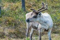 Wildlife portrait of a of reindeer in the wilderness in lappland/north sweden near arvidsjaur.