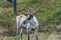 Wildlife portrait of a of reindeer in the wilderness in lappland/north sweden near arvidsjaur.