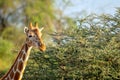 Wildlife portrait of a reticulated giraffe on safari in Samburu/Kenya/Africa with blurry green background. Royalty Free Stock Photo