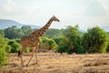 Wildlife portrait of a reticulated giraffe on safari in Samburu/Kenya/Africa with blurry green background. Royalty Free Stock Photo