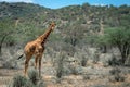 Wildlife portrait of a reticulated giraffe on safari in Samburu/Kenya/Africa Royalty Free Stock Photo