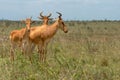 Wildlife portrait of three hartebeests in nairobi national park in kenya