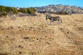 Wildlife preserve in Gauteng