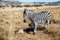 Wildlife preserve in Gauteng Royalty Free Stock Photo