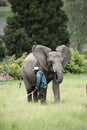 Wildlife ranger working with African elephants