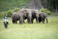 Wildlife rangers working with African elephants