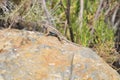 Wildlife Reptile Series - Western Fence Lizard - Sceloporus occidentalis Royalty Free Stock Photo