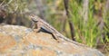 Wildlife Reptile Series - Western Fence Lizard - Sceloporus occidentalis Royalty Free Stock Photo