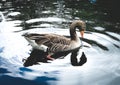 Goose river reflection feathers wildlife bird