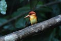 Wildlife Rufous Backed Kingfisher