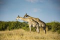 The wildlife of Savuti Marsh Royalty Free Stock Photo