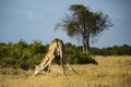 The wildlife of Savuti Marsh Royalty Free Stock Photo
