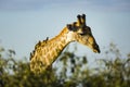 The wildlife of Savuti Marsh Royalty Free Stock Photo