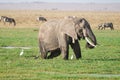 Wildlife scene in Amboseli National Park, with elephants, heron birds and zebras - Kenya, Africa Royalty Free Stock Photo