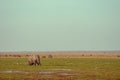 Wildlife scene in Amboseli National Park, with elephants, heron birds and zebras - Kenya, Africa - negative space composition