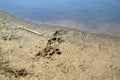 Dog Paw Prints in the Sand Wildlife Beautiful Nature on the Beach at the Lake