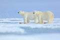 Wildlife scene from Arctic nature with two big polar bear. Couple of polar bears tearing hunted bloody seal skeleton in Svalbard.