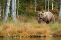 Wildlife scene from Finland near Russia bolder. Autumn forest with bear. Beautiful brown bear walking around lake with autumn colo