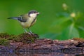 Wildlife scene from forest lake. Great Tit, Parus major, black and yellow songbird sitting in the water, nice lichen tree branch, Royalty Free Stock Photo