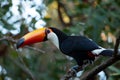 Giant toucan also known as toco toucan Ramphastos toco looking around. Royalty Free Stock Photo