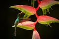 Wildlife scene from jungle, Trinidad and Tobago. Back light with bird in flight. Art view on hummingbird with flower. Green Hermit