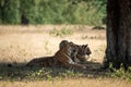 Wildlife scene of Mother Tiger and her cubs are under shadow or shade of big tree during one morning safari at Ranthambore