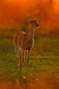 Wildlife scene from nature. Deer, nature habitat. Wildlife Brazil. Sunset in forest. Evening back-light deer. Pampas Deer, Ozotoce
