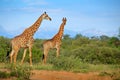 Wildlife scene from nature. Evening light Tshukudu, South Africa. Two giraffes near the forest, Drakensberg Mountains in the Royalty Free Stock Photo