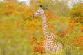 Wildlife scene from nature. Evening light in the wood, Kruger National Park, Africa. Giraffe in the habitat. Giraffe detail in the