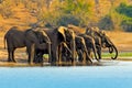 Wildlife scene from nature. A herd of African elephants drinking at a waterhole lifting their trunks, Chobe National park, Botswan Royalty Free Stock Photo