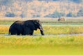 Wildlife scene from nature. Lake with big animals. Water grass in big river. A herd of African elephants drinking at a waterhole l Royalty Free Stock Photo