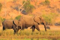 Wildlife scene from nature. Lake with big animals. Water grass in big river. A herd of African elephants drinking at a waterhole l Royalty Free Stock Photo