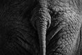 Wildlife scene from nature. Tail, detail of big elephant. Art view on nature. Eye close-up portrait of big mammal, Etosha NP, Royalty Free Stock Photo