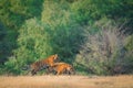 Two tiger cubs playing, running and learning fighting skills in beautiful green background during post monsoon safari ranthambore Royalty Free Stock Photo
