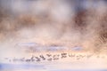 Wildlife scene, snowy nature. Bridge Cranes. Otowa winter Japan with snow. Birds in river with fog. Hokkaido, cold Japan. Red- Royalty Free Stock Photo