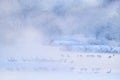 Wildlife scene, snowy nature. Bridge Cranes. Otowa Winter Japan with snow. Birds in river with fog, rime, snow. Dance in nature. D Royalty Free Stock Photo