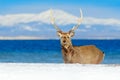 Wildlife scene from snowy nature. Hokkaido sika deer, Cervus nippon yesoensis, in the coast with dark blue sea, winter mountains Royalty Free Stock Photo