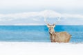 Wildlife scene from snowy nature. Hokkaido sika deer, Cervus nippon yesoensis, in the coast with dark blue sea, winter mountains Royalty Free Stock Photo