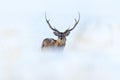 Wildlife scene from snowy nature. Hokkaido sika deer, Cervus nippon yesoensis, in the coast with dark blue sea, winter mountains Royalty Free Stock Photo