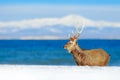 Wildlife scene from snowy nature. Hokkaido sika deer, Cervus nippon yesoensis, in the coast with dark blue sea, winter mountains Royalty Free Stock Photo