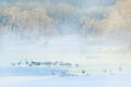 Wildlife scene, snowy nature. Otowa Bridge Cranes. Winter Japan with snow. Birds in river with fog, rime, snow. Dance in nature. D Royalty Free Stock Photo